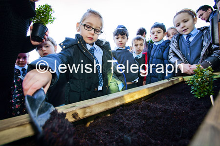 KD Tree planting (5)