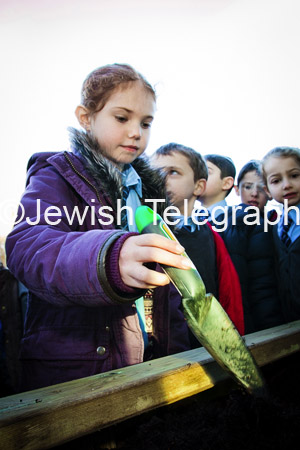 KD Tree planting (7)